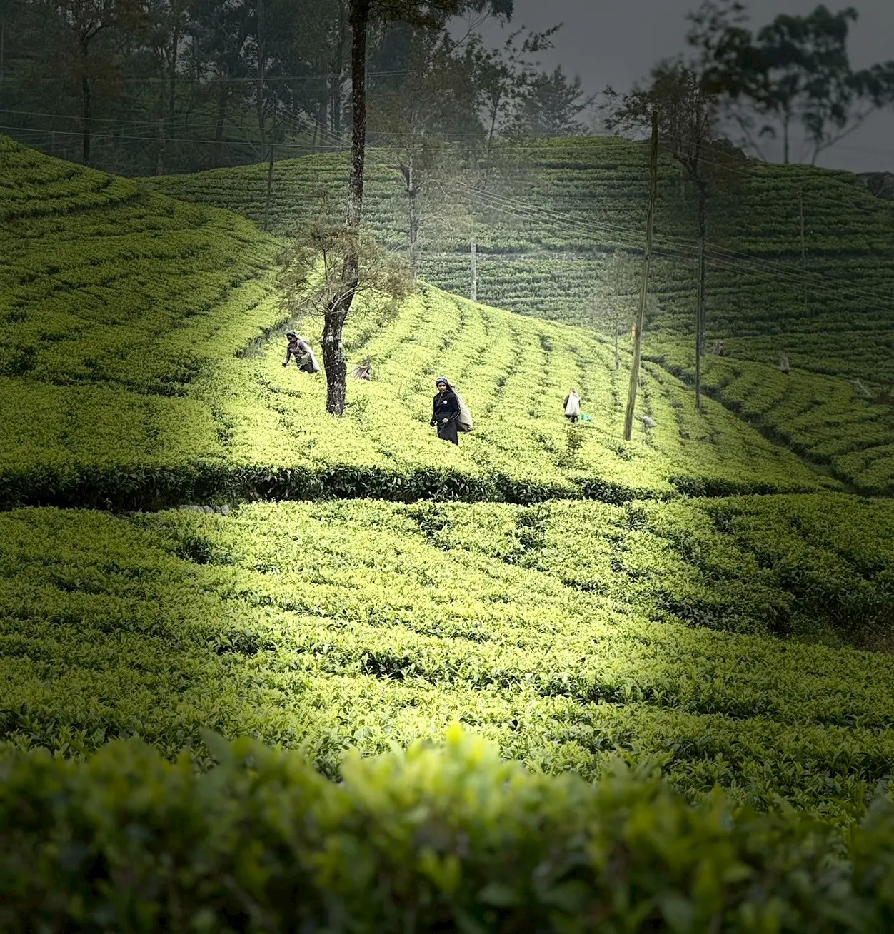 Sri Lanka Adventure 03